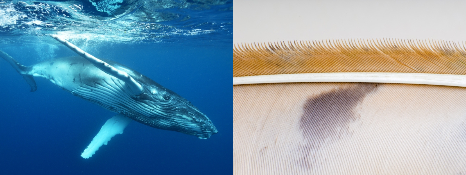 À gauche : une baleine à bosse et à droite : détails d'une plume de chouette effraie