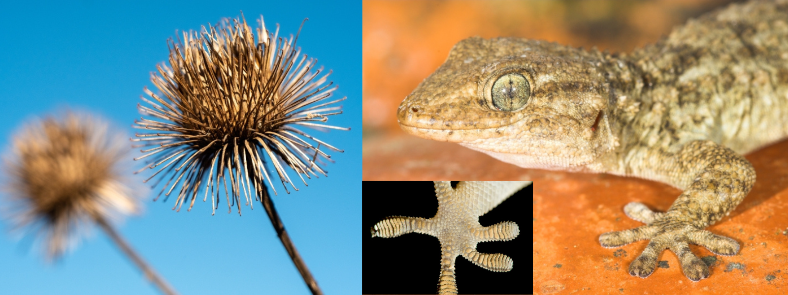 À gauche : grande bardane, à droite : gecko et détails de l'une de ses pattes