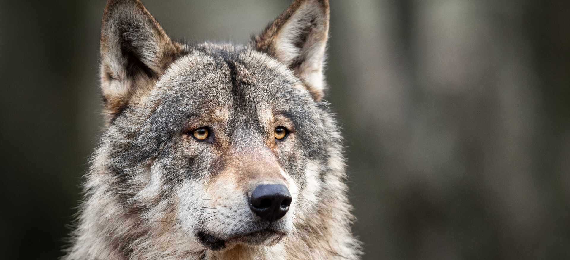 portret-van-een-wolf.jpg