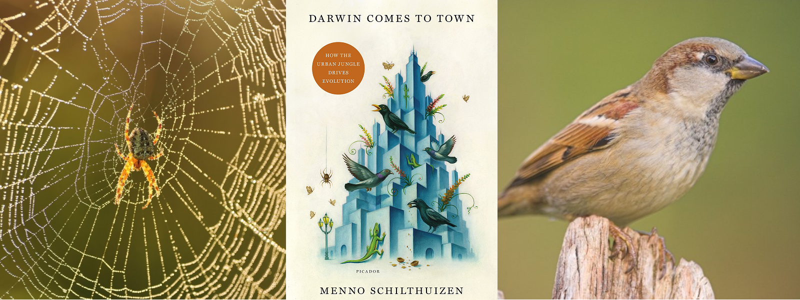 À gauche : épeire diadème, au milieu : « Darwin comes to town » de Menno Schilthuizen, à droite : moineau domestique
