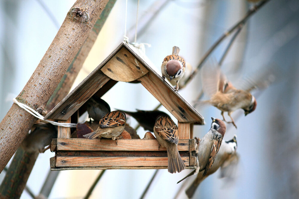 Nos 7 astuces ultimes pour nourrir les oiseaux de votre jardin - Notre a href=