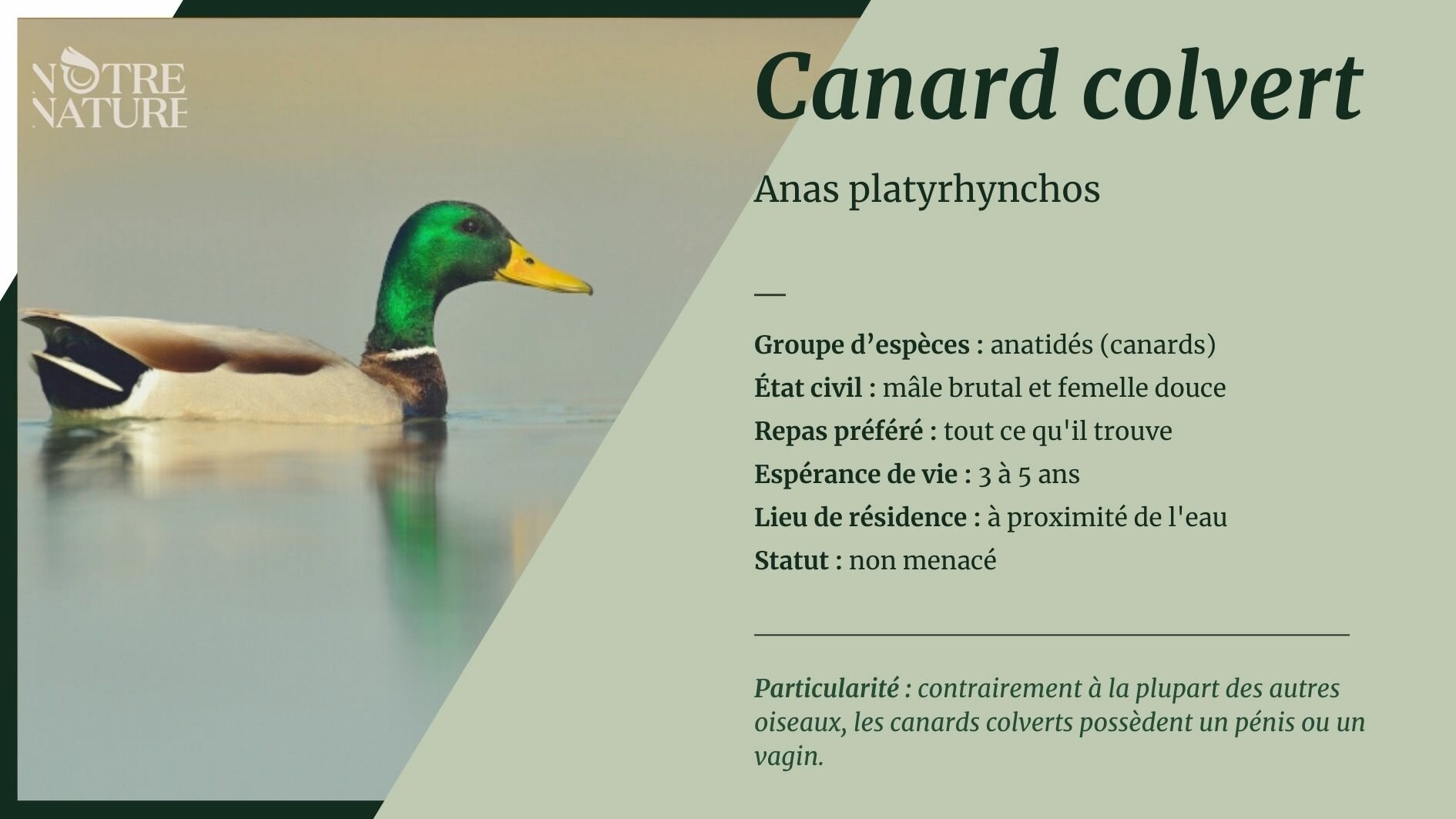 Tout sur le canard colvert