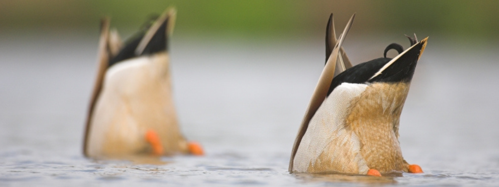 Canards à la recherche de nourriture