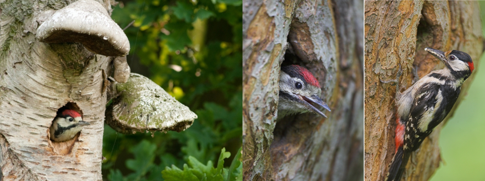 À gauche et au milieu : jeunes pics épeiches au nid ; à droite : papa ramène de la nourriture