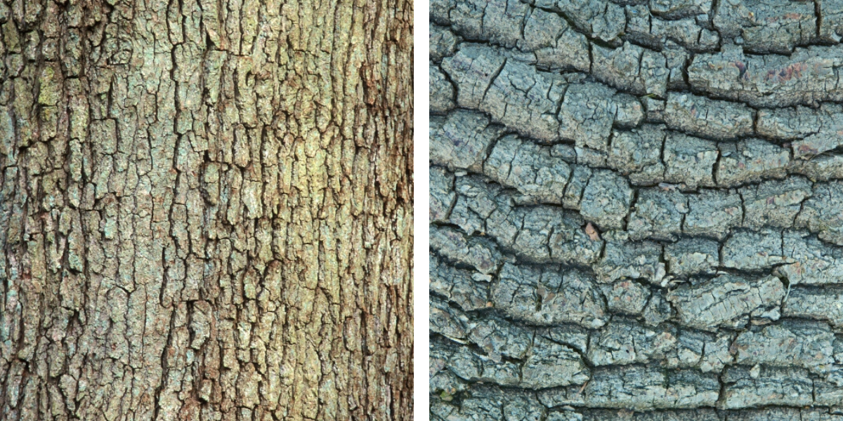 À gauche : écorce de chêne sessile ; à droite : écorce de chêne pédonculé