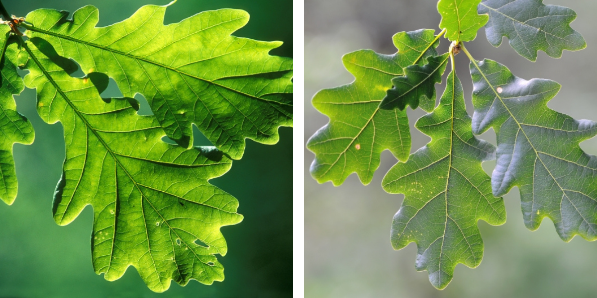 À gauche : feuilles de chêne pédonculé ; à droite : feuilles de chêne sessile