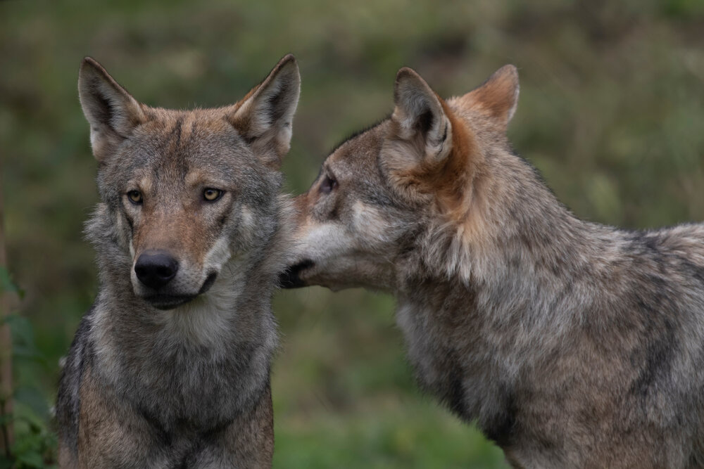 Twee wolven besnuffelen elkaar