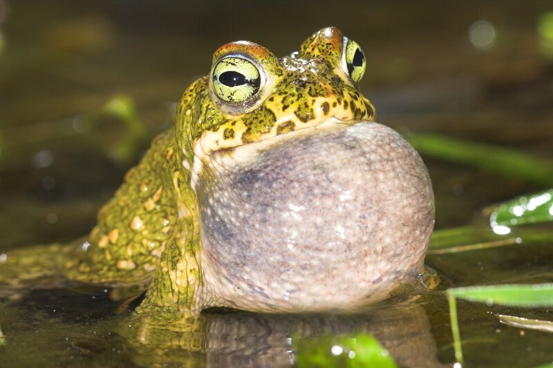 Crapaud calamite qui coasse pour appeler les femelles