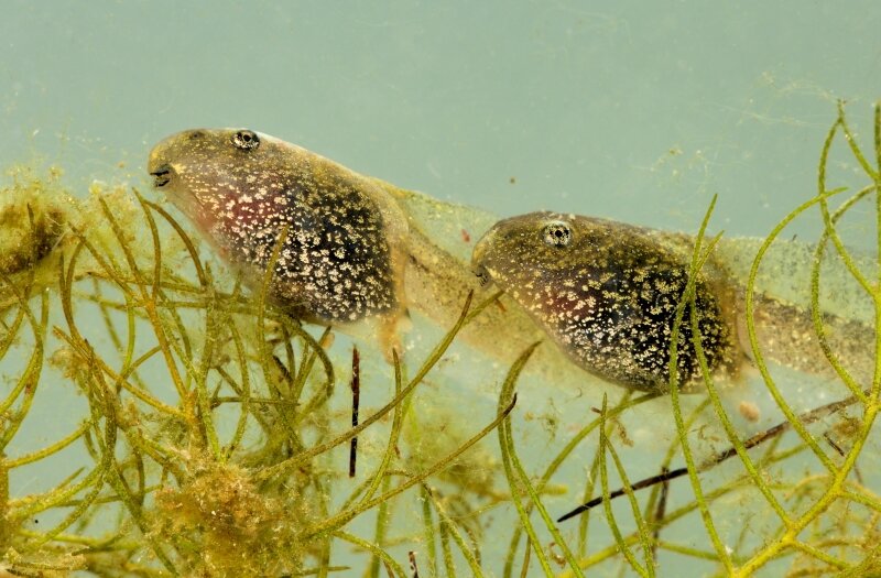 Têtards de grenouilles rousses