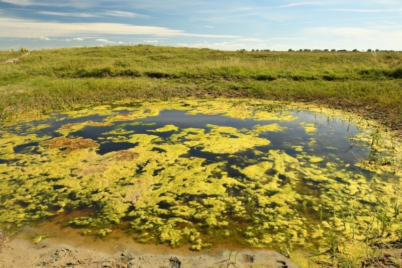 Mare du Zwin recouverte d'algues
