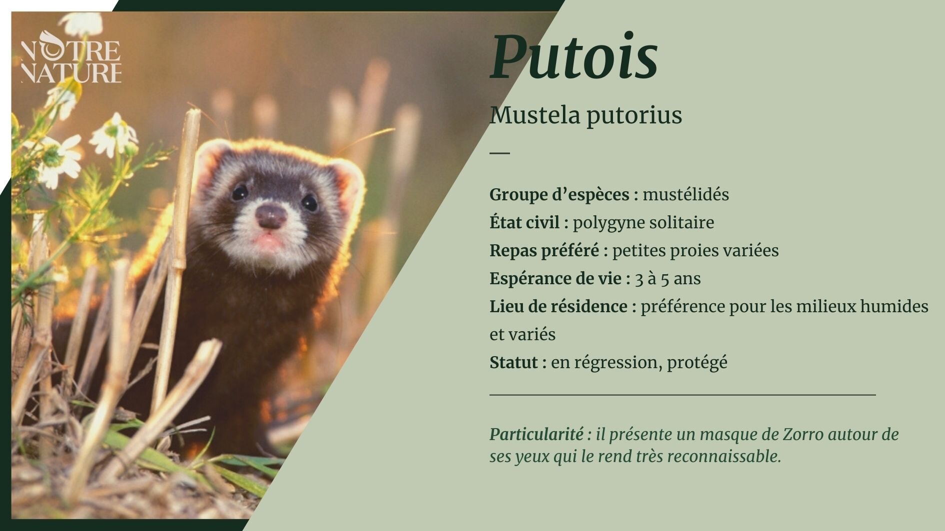 putois-fiche.jpg