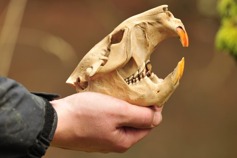 Crâne de castor ; ses dents de couleur orange sont bien visibles.