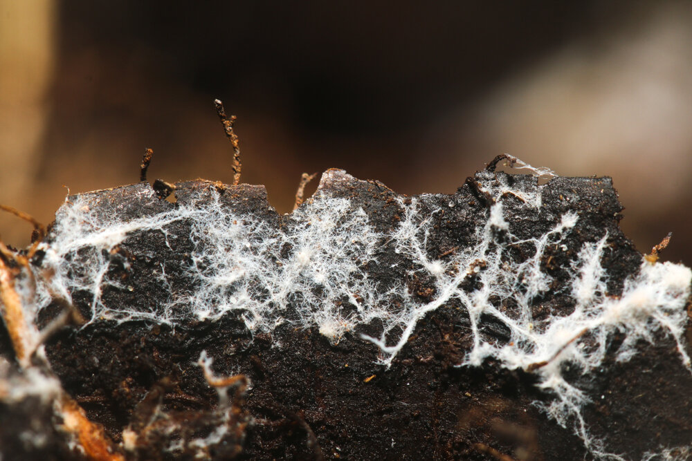 mycorrhiza.jpg