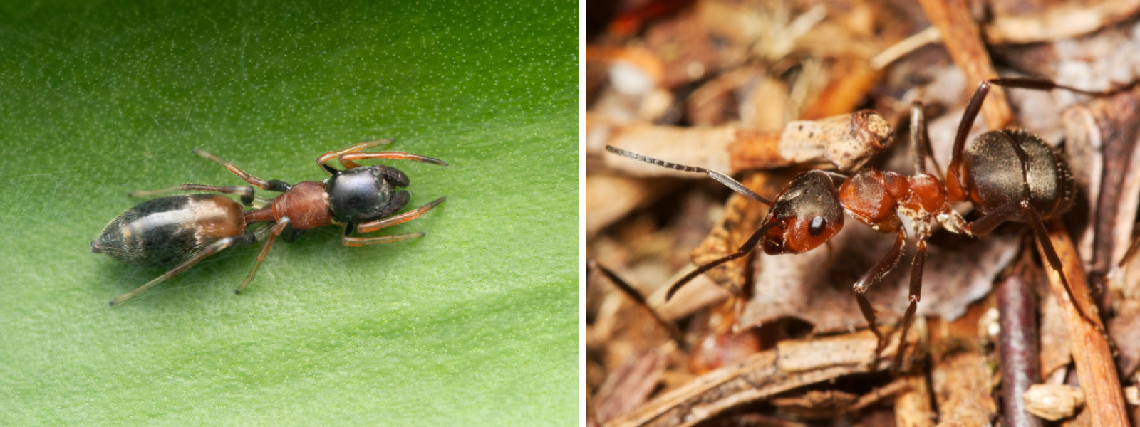À gauche : saltique fourmi ; à droite : fourmi rousse des bois