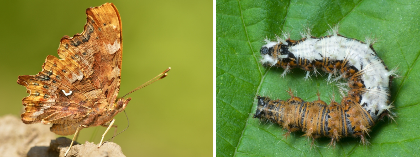 Chenille et papillon de Robert-le-Diable