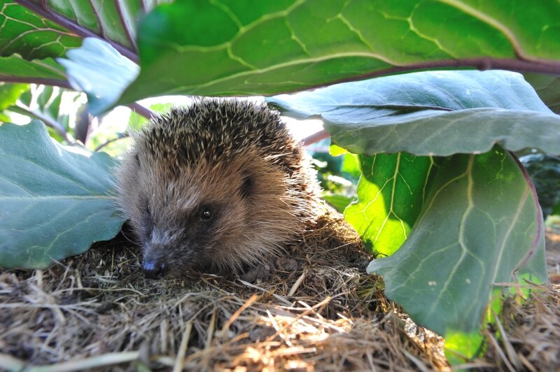 egel-in-moestuin.jpg