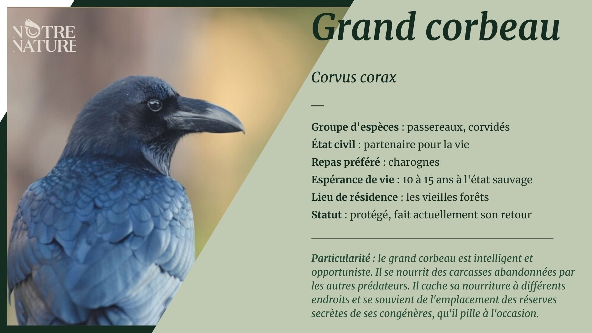 Grand corbeau - Notre Nature