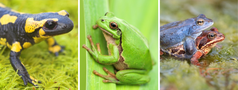 De gauche à droite : salamandre tachetée (Yves Adams), rainette verte (Yves Adams), grenouille des champs (Jeroen Mentens)