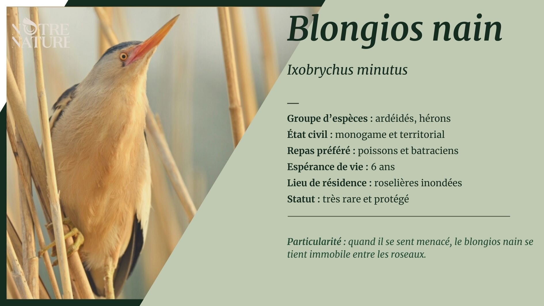 blongios-nain.jpg
