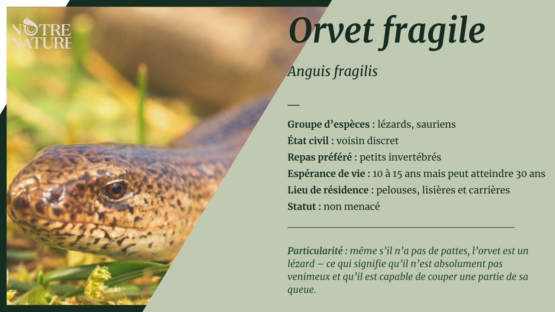 fiche-orvet.jpg