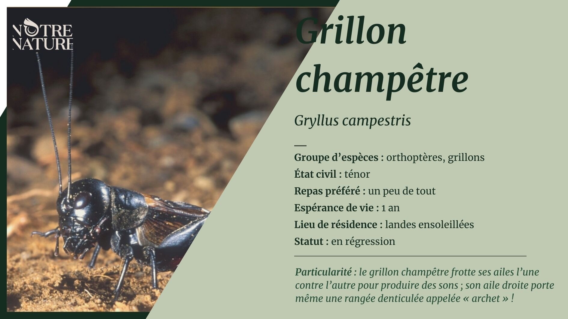grillon-champetre.jpg