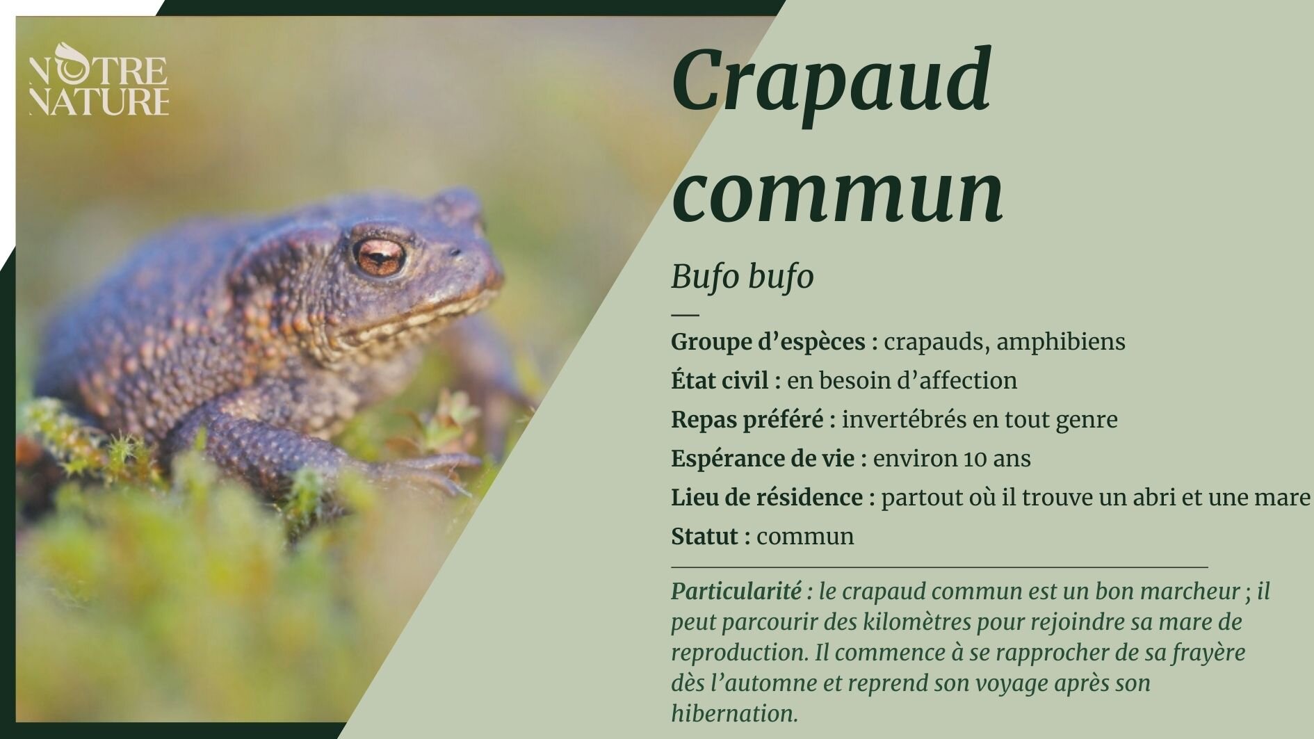 Crapaud commun Notre Nature